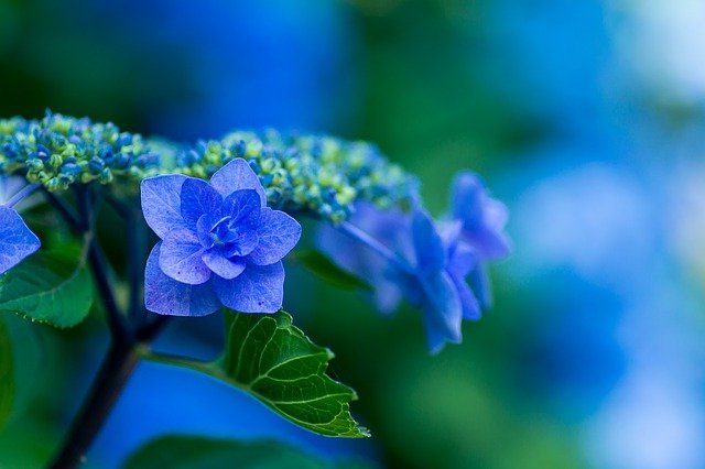 音咲いつき ほとんど日刊宝塚ニュース